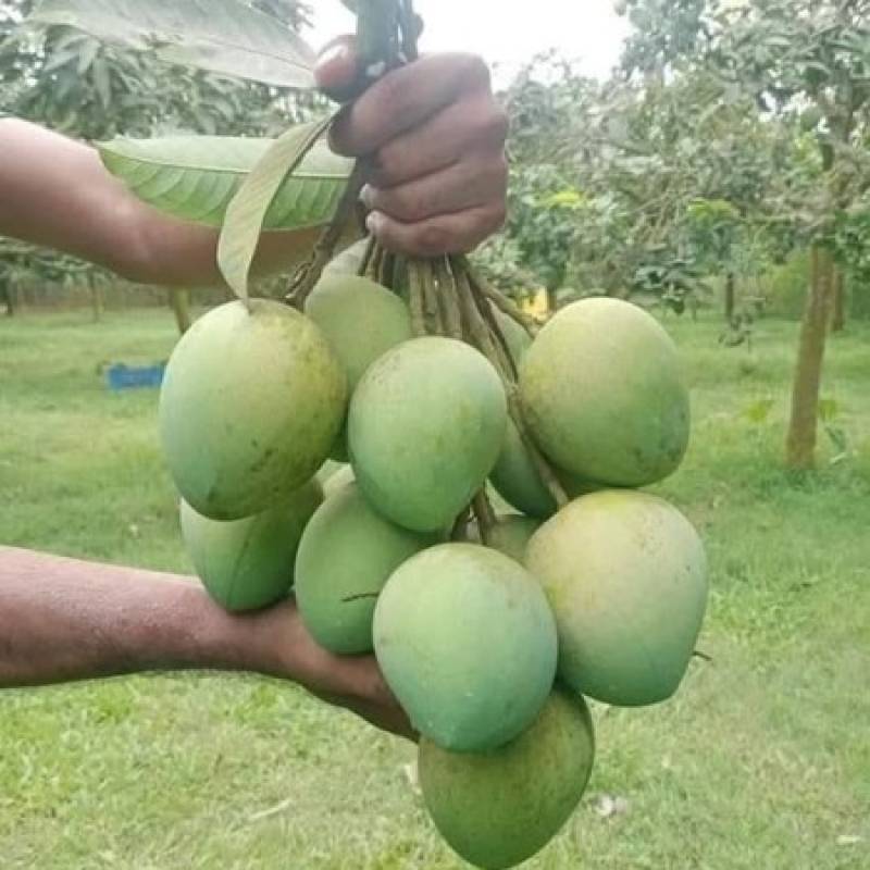 30 কেজি গোবিন্দভোগ আম 130 টাকা করে 3900 টাকা